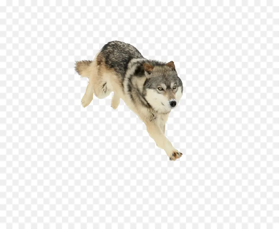 Saarloos Lobo，Perro Lobo Checoslovaco PNG