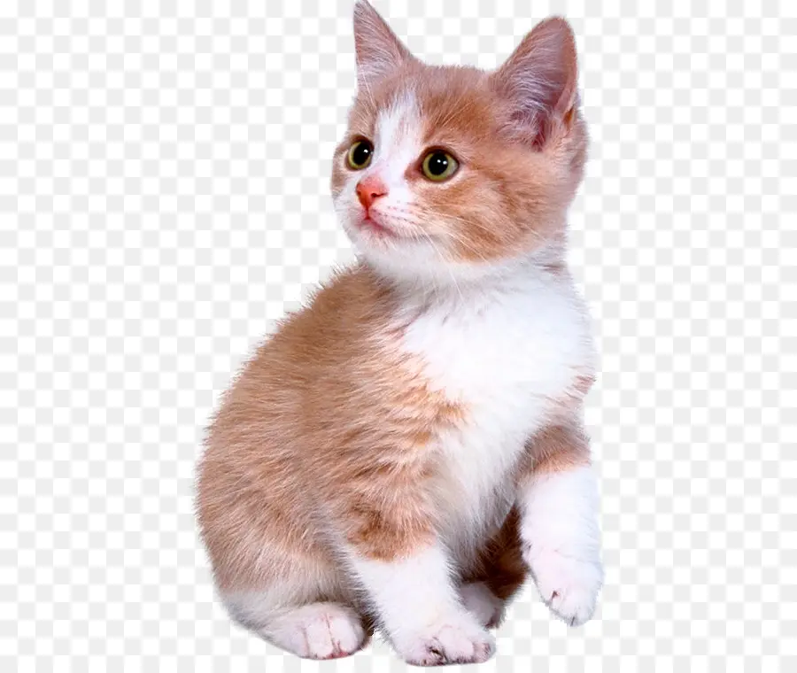 Gatito，Gato De Bengala PNG