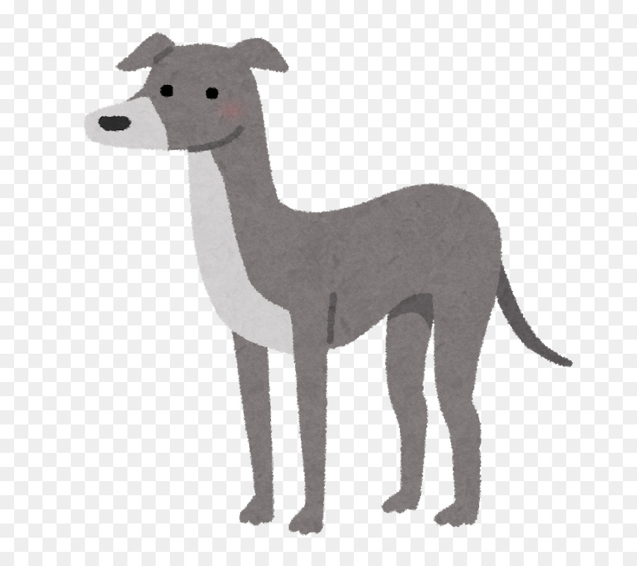 Lebrel Italiano，Greyhound PNG