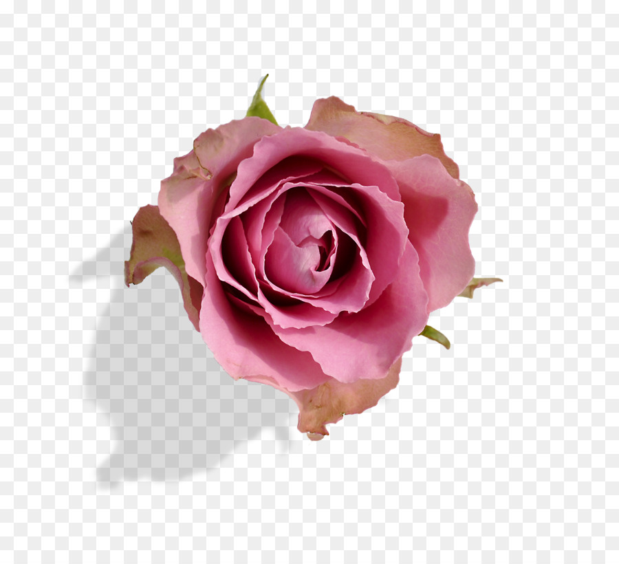 Garden Roses，Cabbage Rose PNG