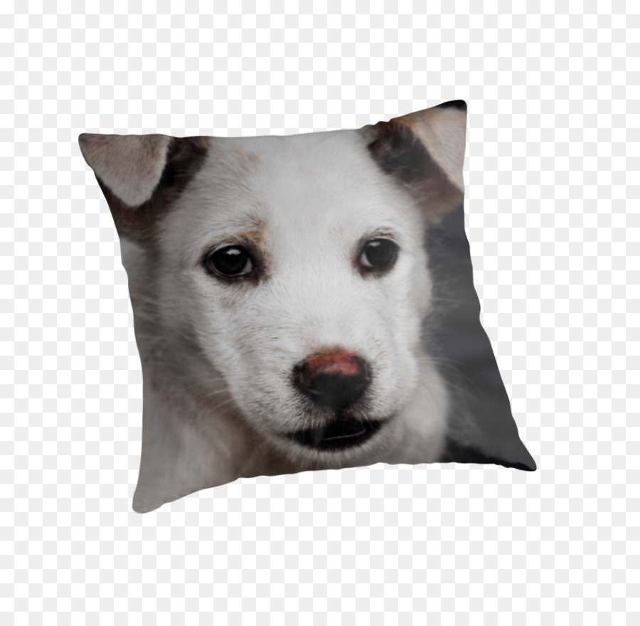 Husky Siberiano，Kishu PNG