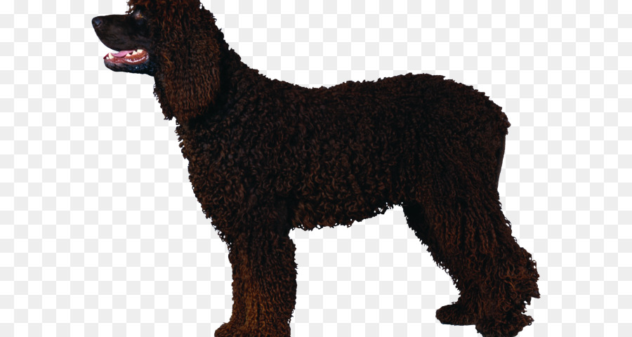 Irish Water Spaniel，American Water Spaniel PNG