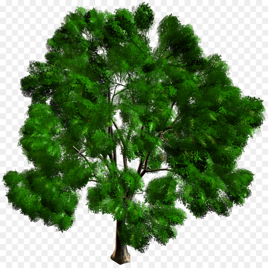 árbol Verde，Naturaleza PNG