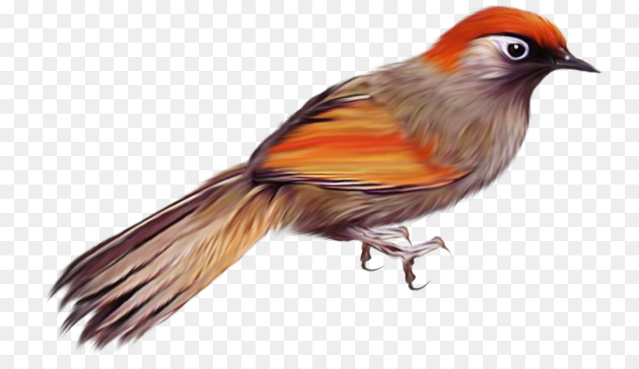 Pájaro，Común De Avestruz PNG