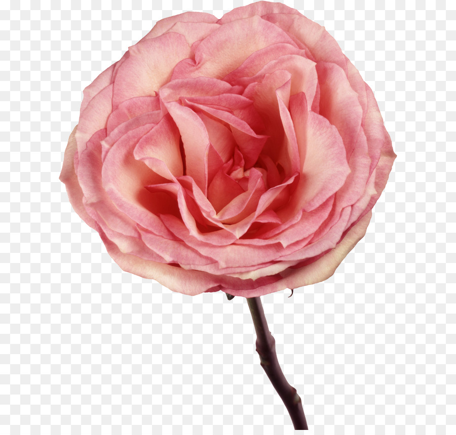 Rosa Rosa，Floración PNG