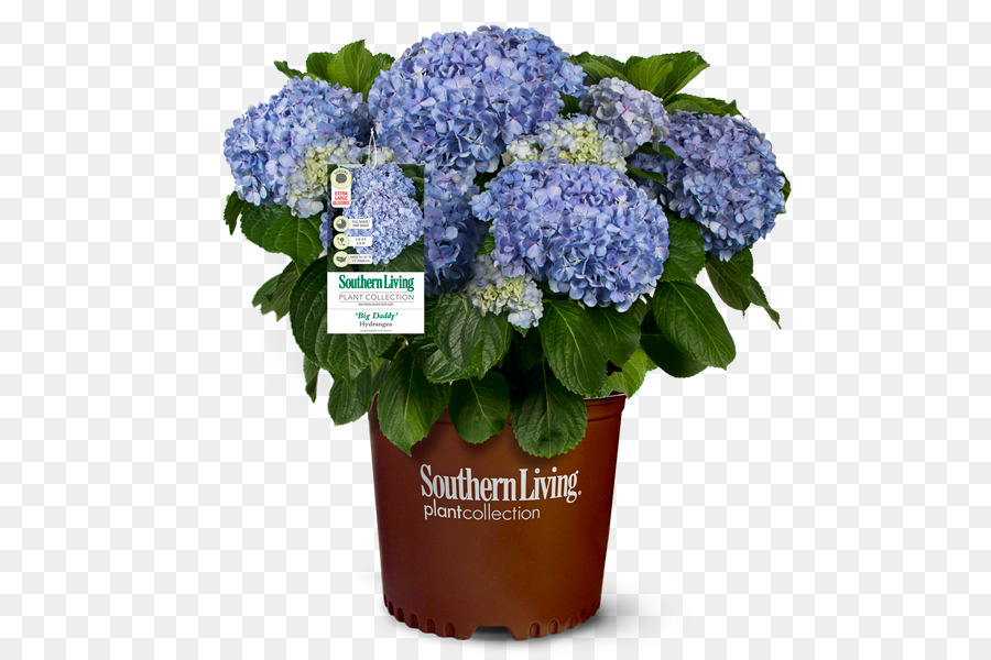 French Hydrangea，Arbusto PNG