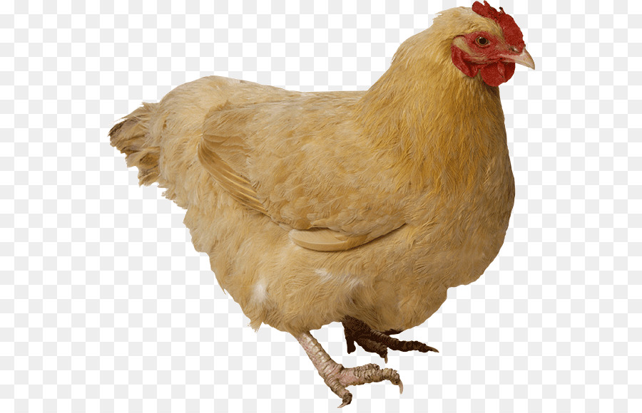 Pollo，Pollo Como Alimento PNG