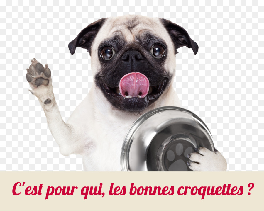 Pug，Cachorro PNG