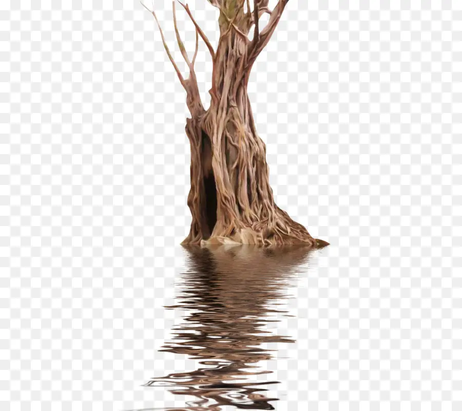 Árbol Con Raíces，Agua PNG