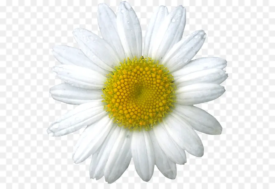 Flor，Margarita PNG