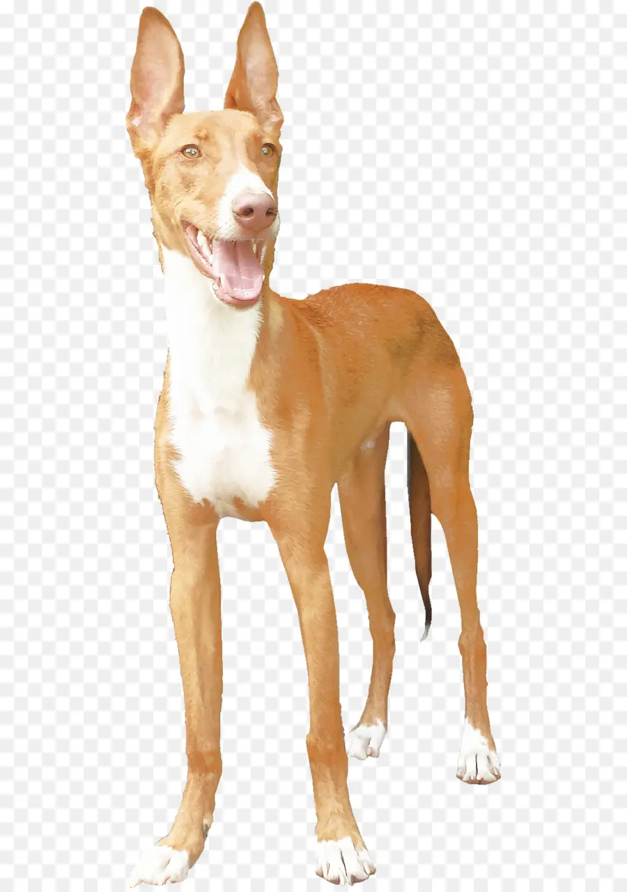 Perro，Mascota PNG