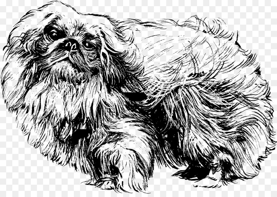 El Pequinés，Shih Tzu PNG