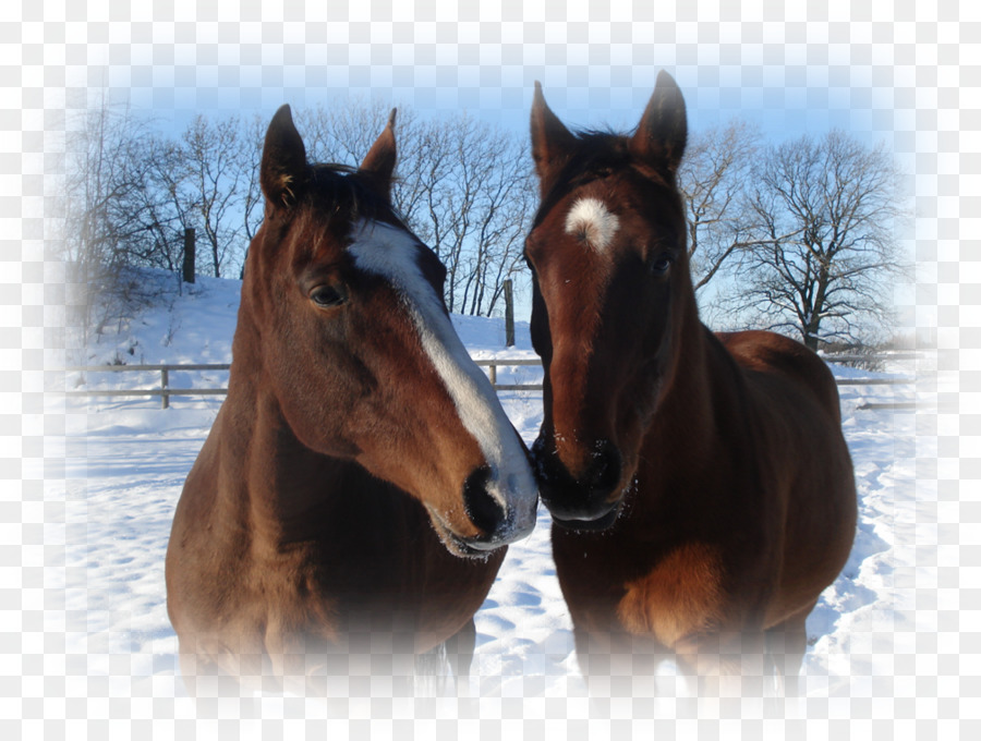 Mustang，Galope PNG