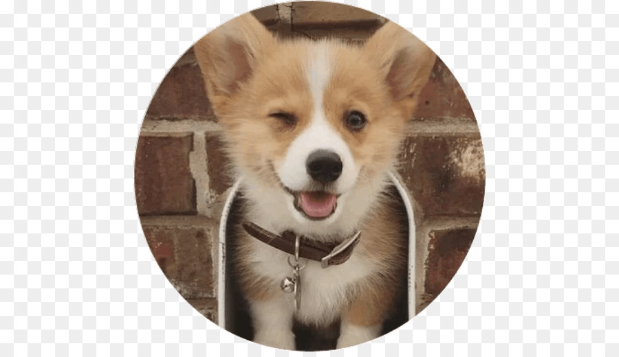 Pembroke Welsh Corgi，Cachorro PNG