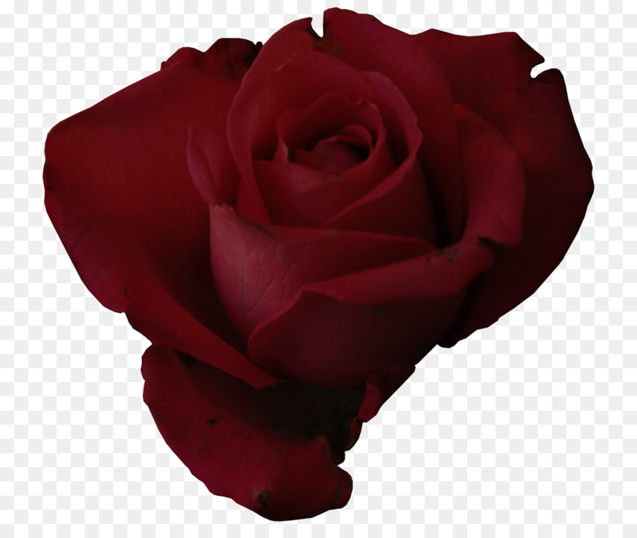 Rosa En Forma De Corazón，Amar PNG