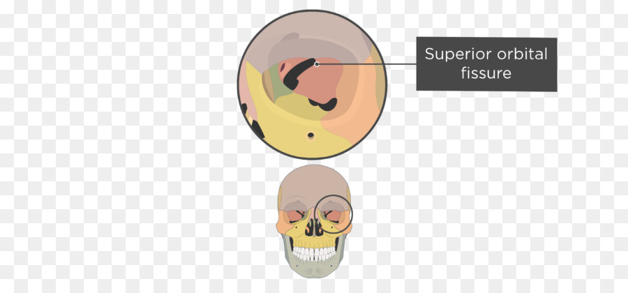 Fisura Orbitaria Superior，Cráneo PNG