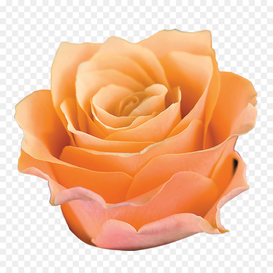 Rosa Melocotón，Floración PNG