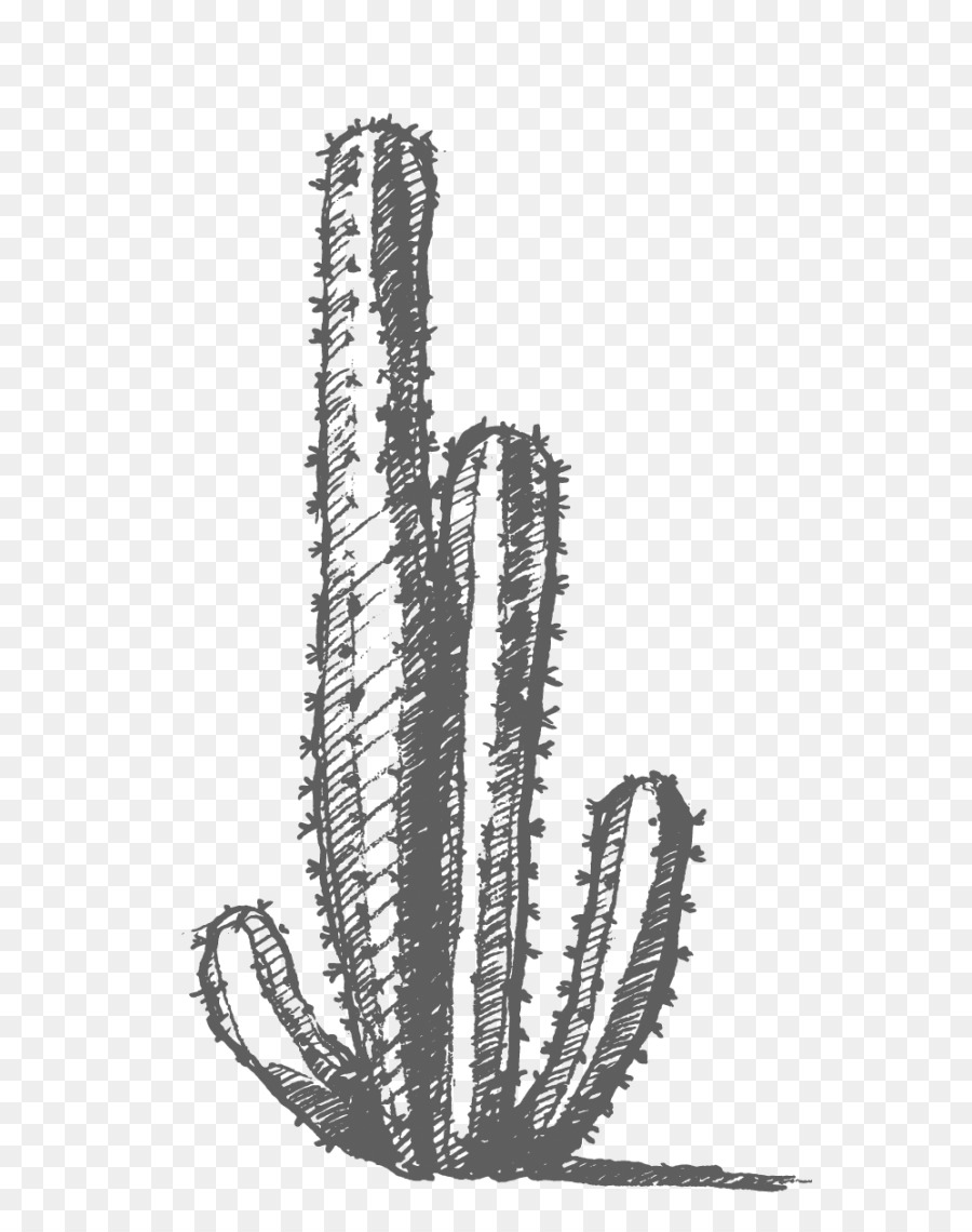 Bosquejo De Cactus，En Blanco Y Negro PNG