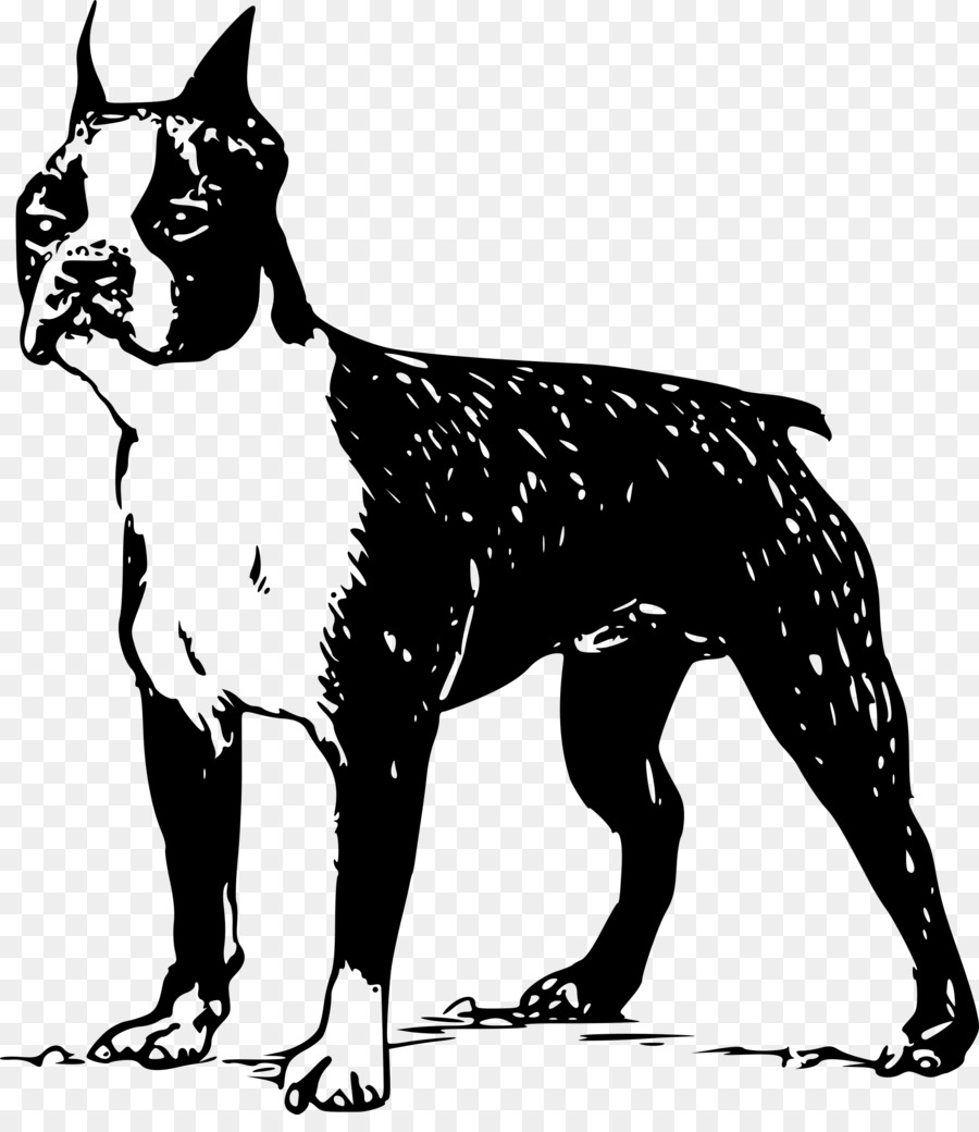 Boston Terrier，Bull Terrier PNG