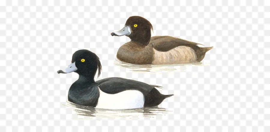 El ánade Real，Pato PNG