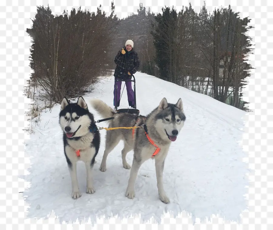 Sakhalin Husky，Husky Siberiano PNG