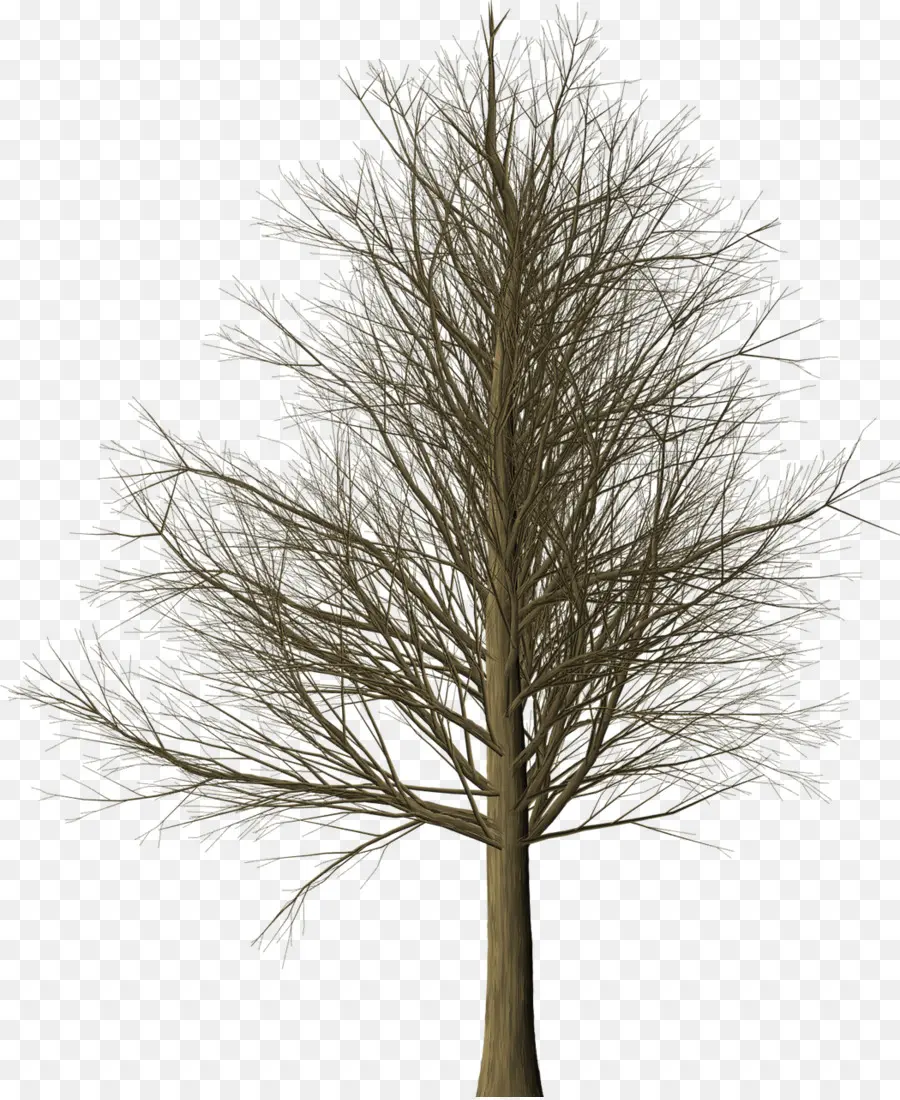 árbol Desnudo，Sucursales PNG