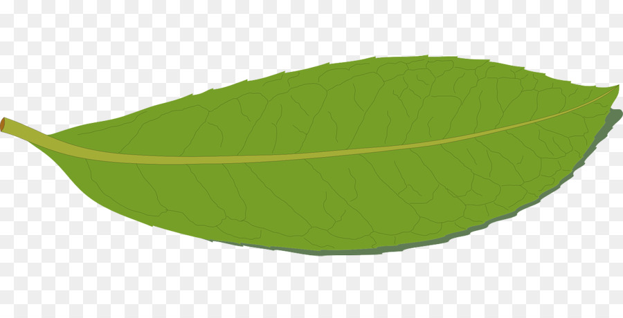 Hoja Verde，Naturaleza PNG