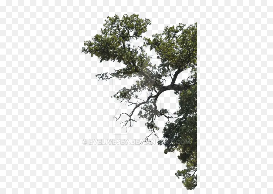 Tree，Building PNG