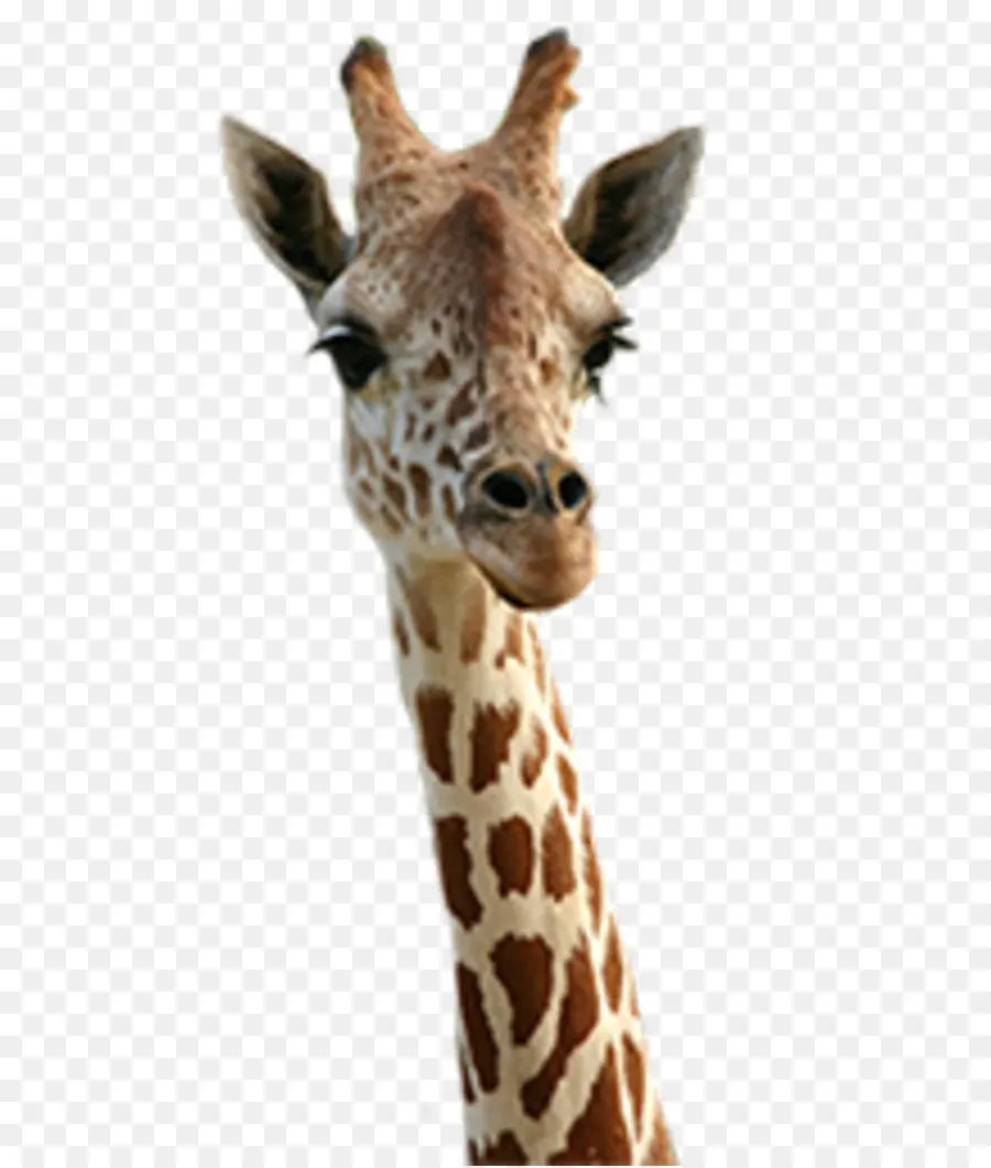 Jirafa，Animal PNG