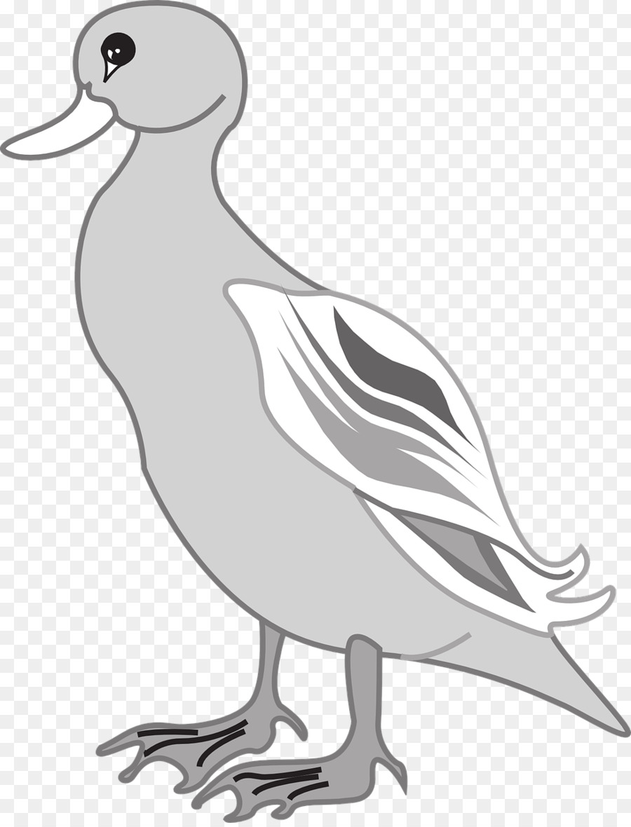 Gaviota，Blanco PNG