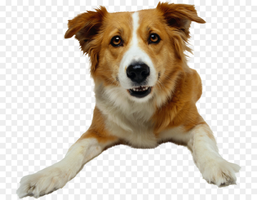 Perro，Mascota PNG