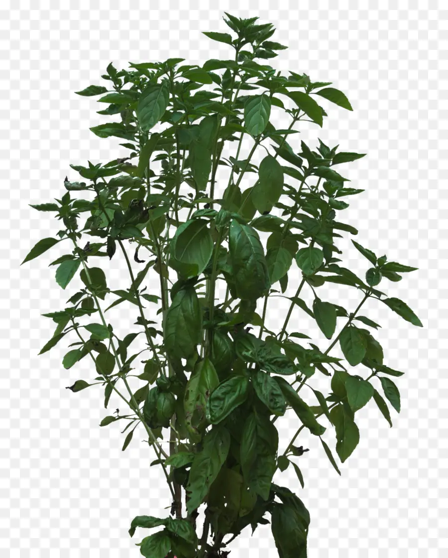 Planta，Arbusto PNG