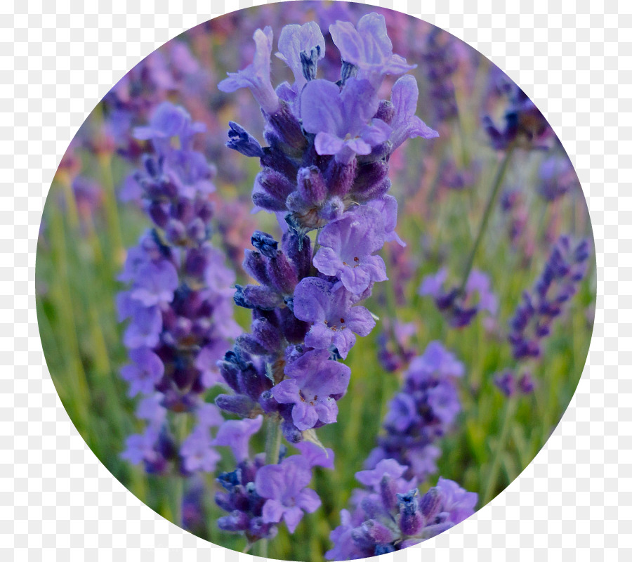 Lavanda Inglesa，Lavanda Francesa PNG