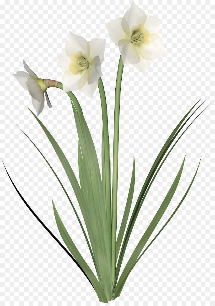 Flor Amarilla，Planta PNG