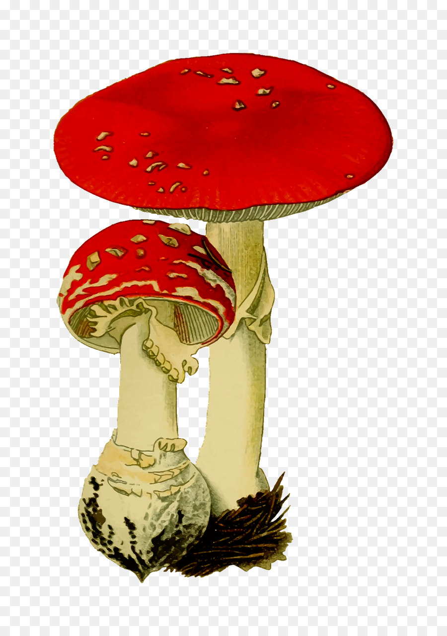 Amanita Muscaria，Seta PNG