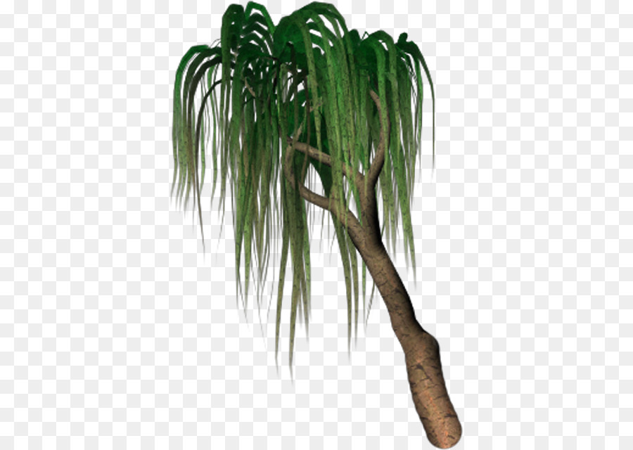 Arecaceae，Los Pastos PNG