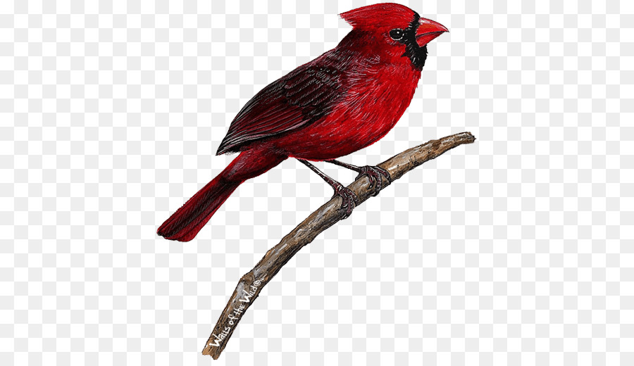 Pájaro Rojo，Pájaro PNG