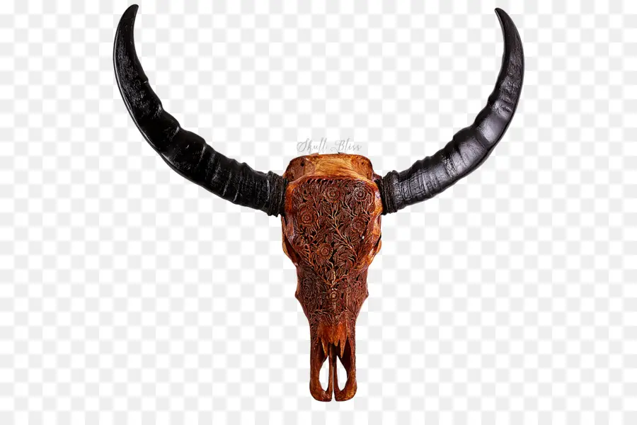 Cráneo De Toro，Cuerna PNG