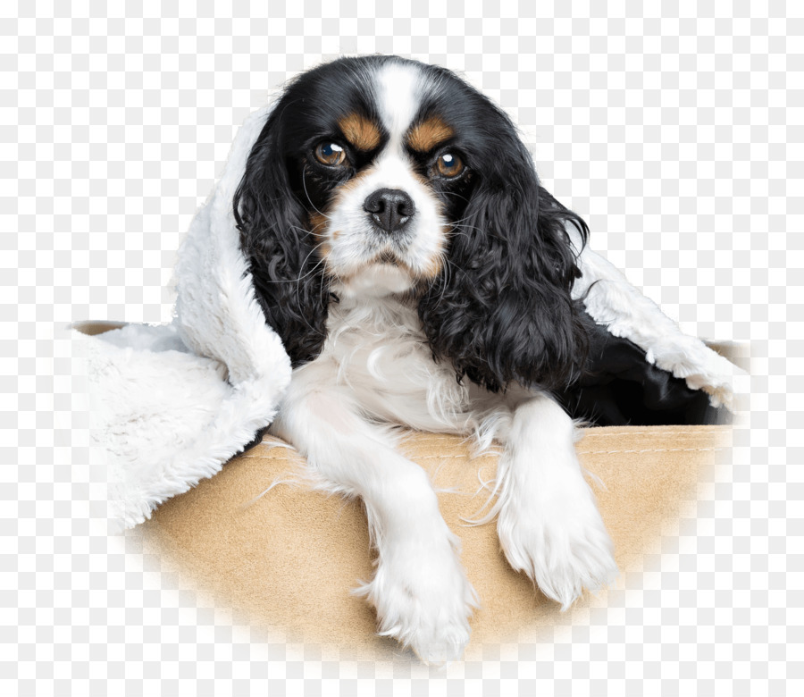 King Charles Spaniel，Cavalier King Charles Spaniel PNG