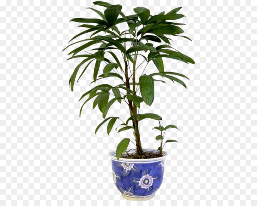 Planta，Tallo De La Planta PNG