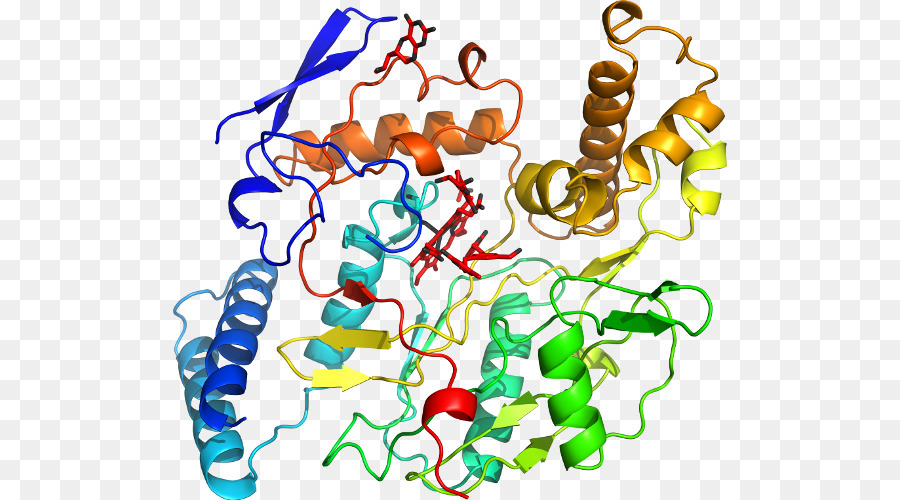 Estructura De La Proteína，Molécula PNG