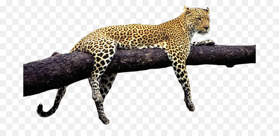 Leopard，Jaguar PNG