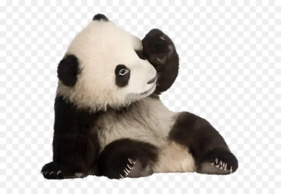 Panda，Oso PNG