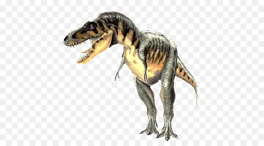 Carcharodontosaurus，Tarbosaurus PNG