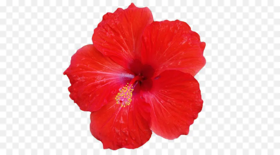 Rosela，Té De Hibisco PNG