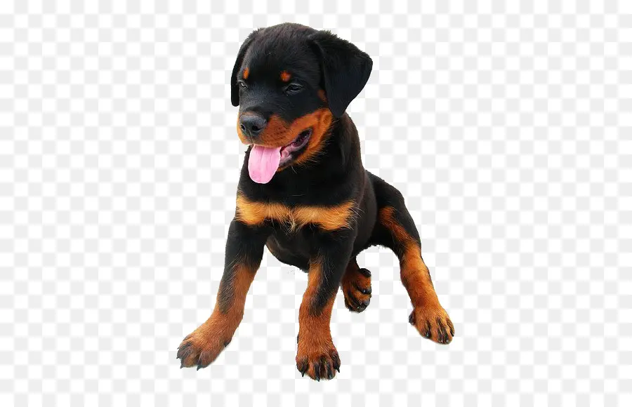 Rottweiler，Cachorro PNG