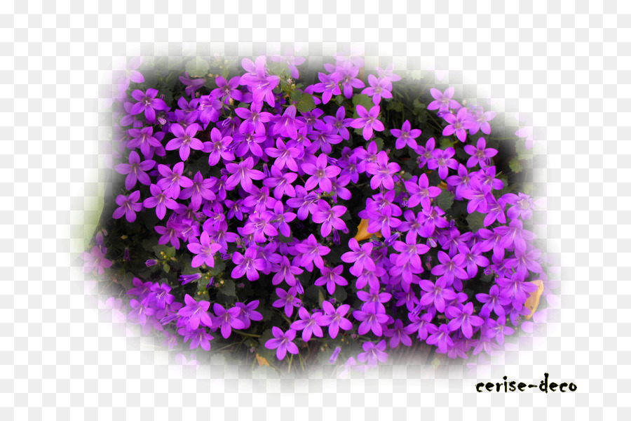 Lavanda，Paisaje PNG