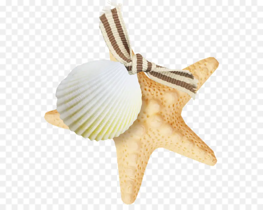 Concha，Estrella De Mar PNG