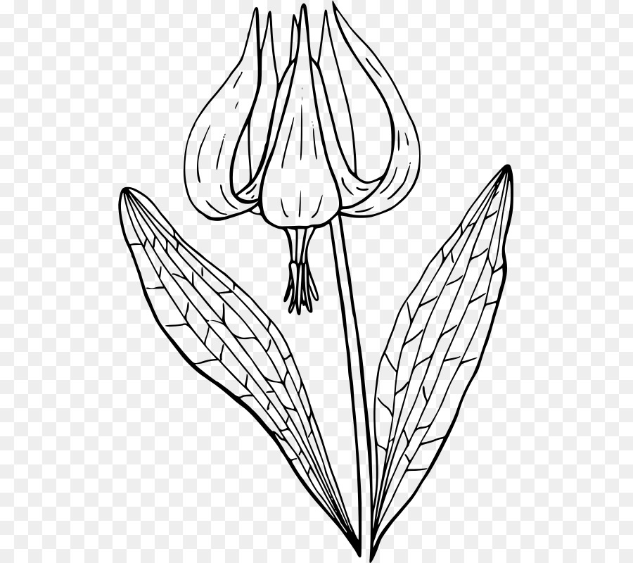 Flor，Erythronium Revolutum PNG