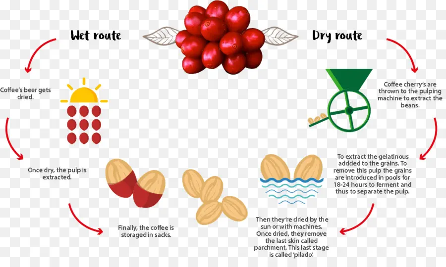 Procesamiento De Café，Ruta Mojada PNG